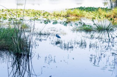 Orlando Florida 'daki Lew Garden. 