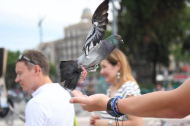 İnsanların güvercinleri beslediği ana meydanı görün