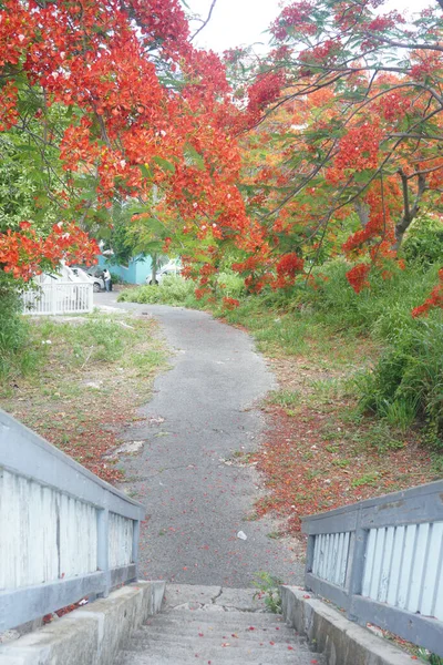 Hermosa Vista Del Sendero Del Parque Con Escaleras — Foto de Stock