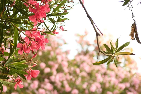 Vista Vicino Bellissimi Fiori Fiore — Foto Stock