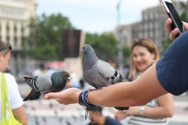 Vue Sur Place Principale Les Gens Nourrissent Les Pigeons — Photo