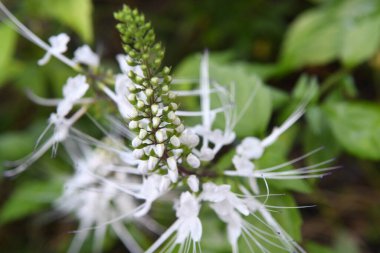 Orlando Florida 'daki Lew Garden. 
