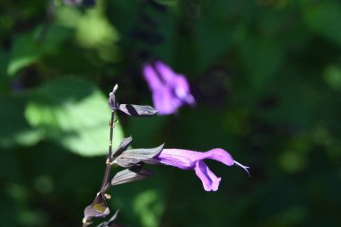 Orlando Florida 'daki Lew Garden. 