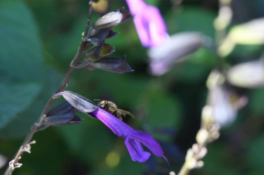 Orlando Florida 'daki Lew Garden. 