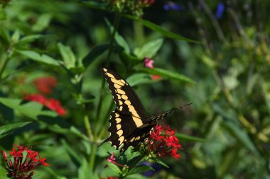 Orlando Florida 'daki Lew Garden.