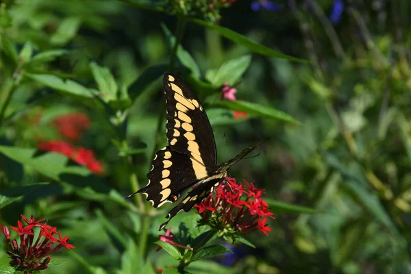 Lew Garden Orlando Florida — стокове фото