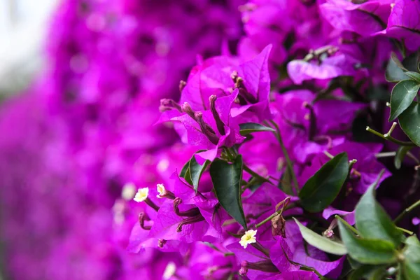 Bella Vista Fiori Viola — Foto Stock