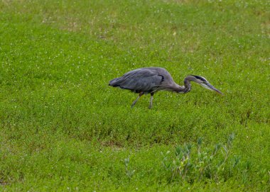 Büyük Mavi Balıkçıl otlak arazide avını takip ediyor. Yüksek kalite fotoğraf