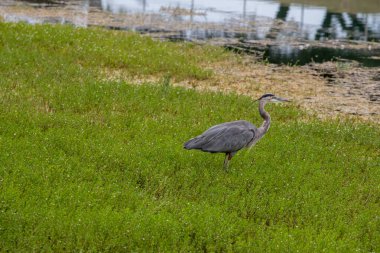 Büyük Mavi Balıkçıl otlak arazide avını takip ediyor. Yüksek kalite fotoğraf