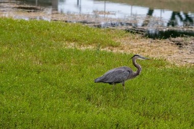 Büyük Mavi Balıkçıl otlak arazide avını takip ediyor. Yüksek kalite fotoğraf