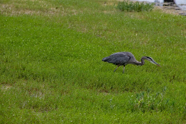 Büyük Mavi Balıkçıl otlak arazide avını takip ediyor. Yüksek kalite fotoğraf