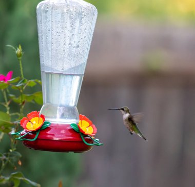 Sinek kuşu bir yerde geziniyor. Yüksek kalite fotoğraf