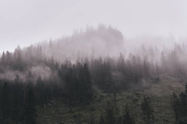 Tatra Dağları 'nın güzel yaz manzarası