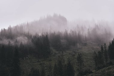 Tatra Dağları 'nın güzel yaz manzarası