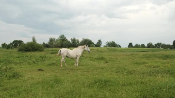 Белая лошадь пасущаяся на лугу с зеленой травой в горах. Природа и экология — стоковое видео