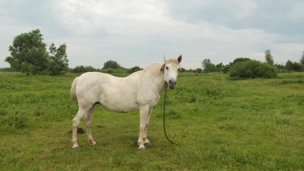 Caballo blanco pastando en un prado de hierba verde en las montañas — Vídeo de stock