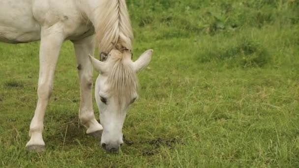 Porträtt av en vit häst som betar på en äng med grönt gräs i bergen — Stockvideo