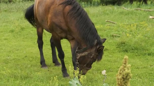 Un cheval brun broute sur la pelouse. Été et belle nature