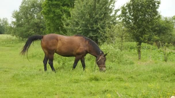 En brun häst betar på gräsmattan. Sommar och vacker natur — Stockvideo