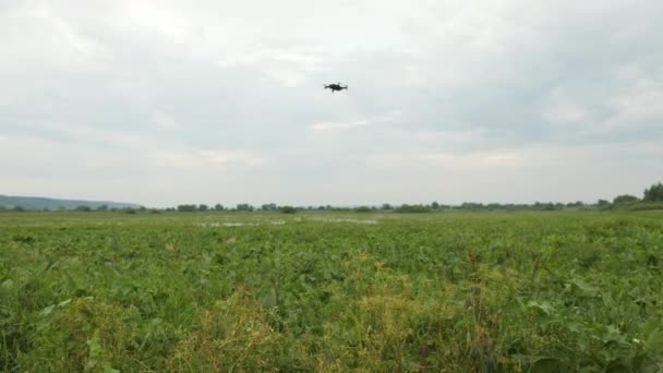 Il contadino controlla il drone nel suo campo. Volo su un campo allagato e perdita del raccolto — Video Stock