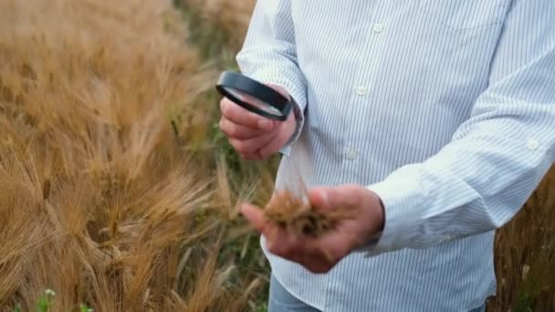 30-letni agronomista o wyglądzie kaukaskim i brodzie spaceruje po polu pszenicy lub jęczmienia ze szkłem powiększającym i prowadzi badania — Wideo stockowe
