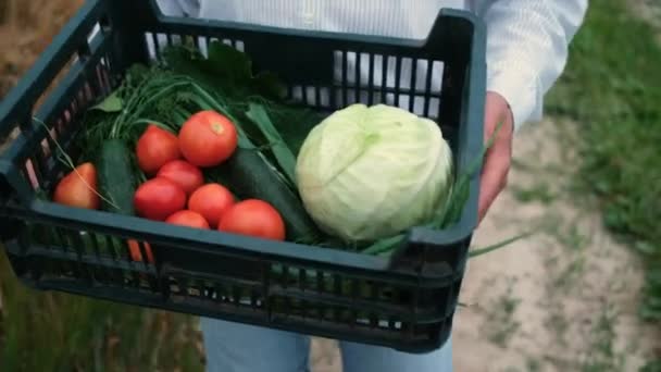 一个留着胡子、凶残的30岁农民头戴帽子，走在田野里，提着一盒黄瓜、西红柿、卷心菜和青菜的庄稼。环境友好型产品 — 图库视频影像