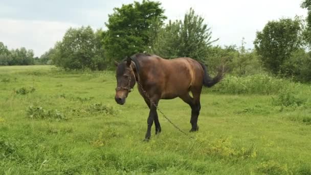 Un cheval brun broute sur la pelouse. Été et belle nature