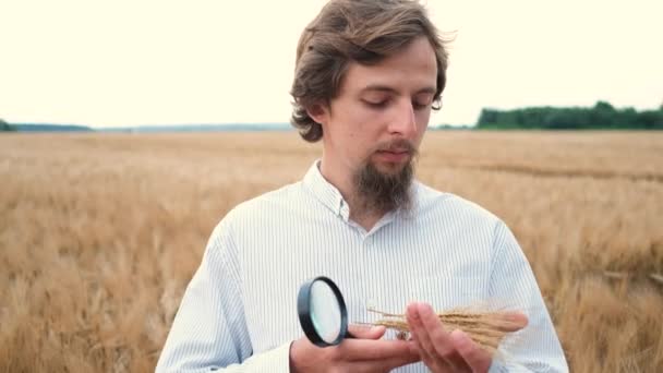 Een 30-jarige landbouwkundige met een blanke uitstraling en een baard loopt met een vergrootglas door een veld op een tarwe- of gersteplantage en doet onderzoek — Stockvideo