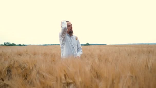 Mladý vousatý farmář stojí na pšeničném poli a složí ruce a obdivuje sklizeň. — Stock video