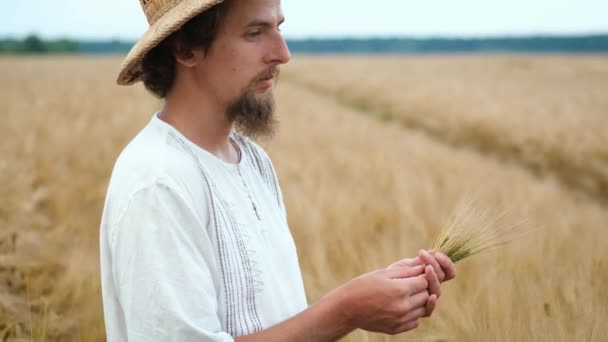 Portret van een boer handen met tarwe in zijn handen. Controleren van tarwe of gerst — Stockvideo