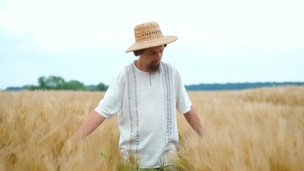 Stijlvolle boer van blanke uiterlijk met een hoed en baard loopt in het veld en kijkt naar de tarweoogst — Stockvideo