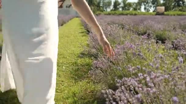 금발 손에 라벤더를 만진. 라벤더 농장. 하얀 드레스를 입은 소녀 — 비디오