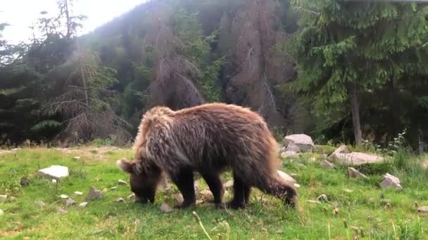 Bruine beer loopt in het bos. Het brandt. Karpaten — Stockvideo