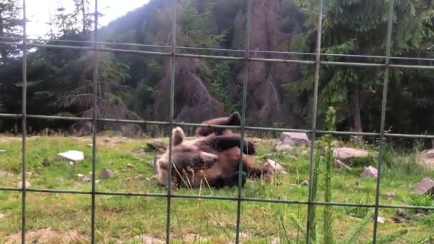 A brown bear walks in the woods and rolls over. It burns. Carpathians — Stock Video