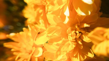 Yaprakları, polenleri ve ince yüzey dokusunu gösteren sarı bir çiçeğin uç makrosu. Yüksek büyütme, çiçek merkezine net odaklanma, çok sığ ve sanatsal bokeh için mükemmel.