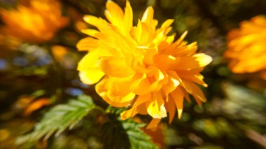 Yaprakları, polenleri ve ince yüzey dokusunu gösteren sarı bir çiçeğin makrosu. Yüksek büyütme, çiçek merkezine net bir şekilde odaklanma, bilimsel açıdan mükemmel sığ ve sanatsal bokeh.