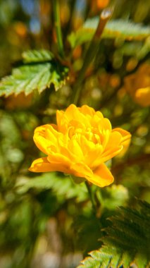 Yeşil bir çalılıktaki tek bir sarı çiçeğin yakın plan görüntüsü. Yüksek çözünürlük, yumuşak arkaplan bokeh ile keskin konu, sığ alan derinliği ve doğal ışıklandırma başyazı, stok veya ürün için ideal