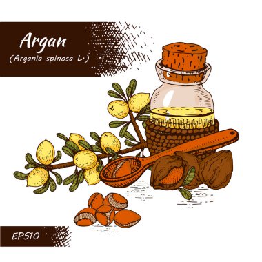 Argan ağacının meyve, fındık aromalı kompozisyonu, yağlı ve aksesuarlı cam şişe elle çizilmiş çizimler, vektör botanik illüstrasyon.