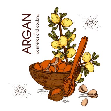 Argan ağacının meyve, fındık argümanları, yapraklar ve aksesuarlarla kompozisyonu elle çizilmiş çizimler, vektör botanik illüstrasyonu. 