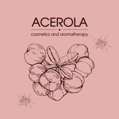 Dallı acerola, kiraz, meyve, çiçek. Detaylı el çizimleri, vektör botanik çizimler.