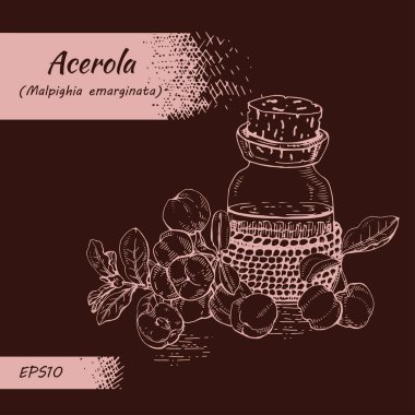 Dal acerola kirazı, meyve, çiçek ve yağlı cam şişe ve aksesuarlarla dolu bir hayat. Detaylı el çizimleri, vektör botanik çizimler. 