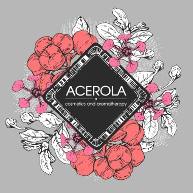 Dallı acerola, kiraz, meyve ve çiçekli çerçeve. Detaylı el çizimleri, vektör botanik çizimler.