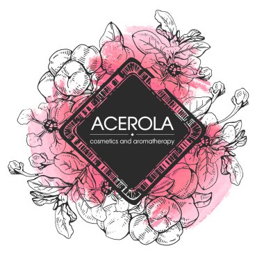 Dallı acerola, kiraz, meyve ve çiçekli çerçeve. Detaylı el çizimleri, vektör botanik çizimler.