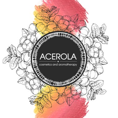 Dallı acerola, kiraz, meyve ve çiçekli çerçeve. Detaylı el çizimleri, vektör botanik çizimler.