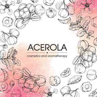 Dallı acerola, kiraz, meyve ve çiçekli çerçeve. Detaylı el çizimleri, vektör botanik çizimler.  