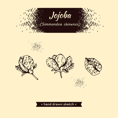 Kabuklu ve kabuksuz meyve kojoba. Detaylı el çizimleri, vektör botanik çizimler.  