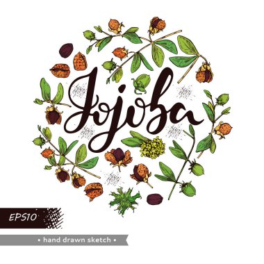 Çember Jojoba dallarını meyve, çiçek ve yapraklarla doldurdu. Fruit jojoba kabuklu ve kabuksuz ve Jojoba harfli. Detaylı el çizimleri, vektör botanik çizimler. 