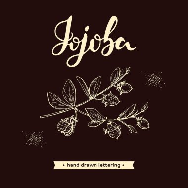 Meyve, çiçek ve yapraklı Jojoba dalları. Fruit jojoba kabuklu ve kabuksuz ve Jojoba harfli. Detaylı el çizimleri, vektör botanik çizimler. 