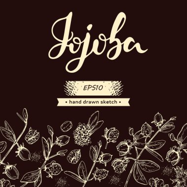 Jojoba dalları, meyveler, çiçekler ve yapraklarla dolu bir arka plan. Fruit jojoba kabuklu ve kabuksuz ve Jojoba harfli. Detaylı el çizimleri, vektör botanik çizimler.