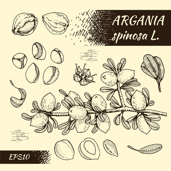 Arganes Ramas Árboles Con Frutas Arganes Frutos Secos Piel Arganes — Archivo Imágenes Vectoriales